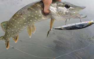 Давление для ловли щуки: как оно влияет на активность хищницы?