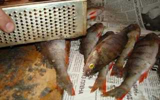 Как быстро почистить окуня от чешуи