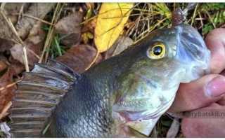 Ловля окуня на джиг