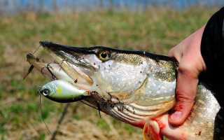 Воблер Jaxon Crank