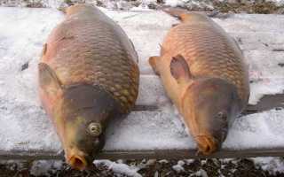 Техника и тактика ловли сазана зимой. Какие нужны снасти для рыбалки в этот период?