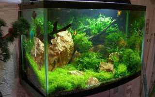 Идеи и варианты оформления домашнего аквариума своими руками