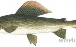 Рыбалка на телецком озере на что ловить