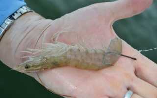 Ловля креветок – что нужно знать о морском деликатесе