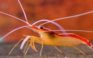 Чисто и красиво: лучшие живые чистильщики для аквариума