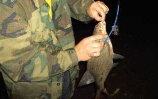 Рыбалка. Информационный портал «LANDFISH»