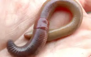 Всё о пескожиле, как наживке для рыбалки в Средиземном море и не только