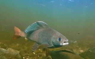 Особенности рыбалки на хариуса осенью и выбор приманок