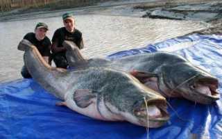 Нерест сома: начало икромета, когда ловить, перемещение и особенности