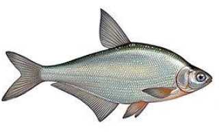 Рыба синец: описание, образ жизни, места обитания, сезонные повадки