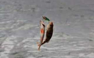 Цикада блесна: характеристики, достоинства и техника проводки