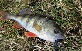 Основы ловли на микроджиг для начинающих спиннингистов