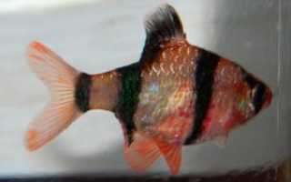 Метиленовая синь для аквариума: состав и применение средства