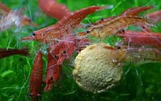 Как содержать креветки в аквариуме: виды, чем кормить, как размножаются и совместимость