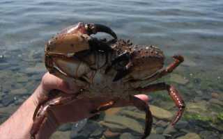 Как ловить краба и подобрать приманку