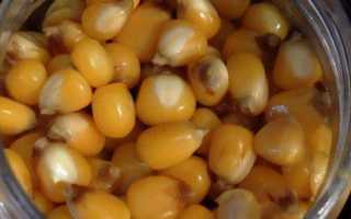 Приманки и наживки для карпа по сезону