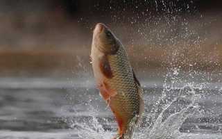 Сазан — на что и чем ловить?