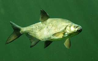 Рыба «Лещ» фото и описание