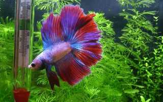 Петушки – инструкция размножения. 7 шагов для размножения рыбок Петушков.