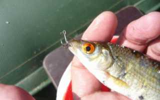 Ловля окуня на живца : поиск стоянки, выбор живца и устройство снасти