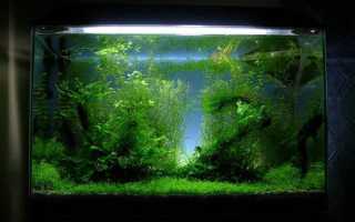 Растения в аквариуме нуждаются в питательном грунте и подложке!