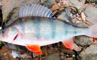 Как ловить окуня на спиннинг удочки и другие снасти эффективно и с удовольствием