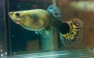 Болезни аквариумных рыбок гуппи: как их определить и вылечить