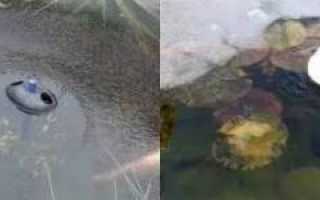 Как зимуют рыбы