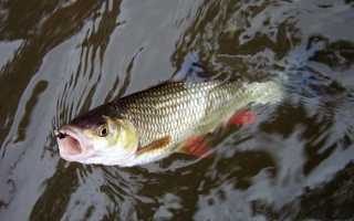 Ловля голавля на поплавок