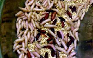 Как окрасить опарыша в красный цвет