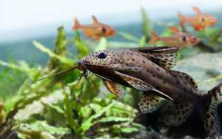 Перевертыш – необычный любимец домашних аквариумов