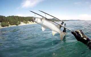 Рыба лобан – поведение, отличия от других кефалевых и как ловить