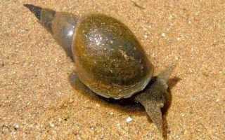 Аквариумистам на заметку — улитка прудовик (11 фото + 1 видео)