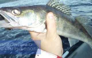 Начало лета. За судаком с джигом на водохранилище