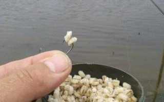 Как приготовить перловку для рыбалки