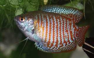 Лялиус: содержание,нерест,фото,видео,совместимость,описание
