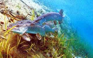 Нерест щуки, особенности ловли зубастой хищницы до и после брачного периода