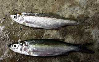 Ловля судака на живца – возможность уйти от нуля при плохом клеве