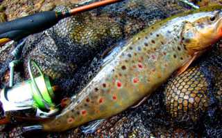 Правильная ловля форели на поплавок: оснастка, особенности на реках и озерах