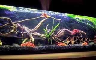 «Рак американский болотный» фото и описание