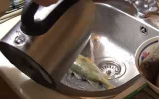 Как чистить окуня от чешуи