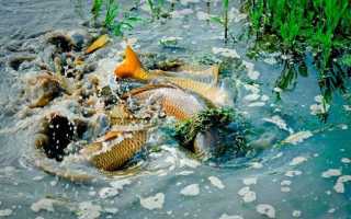 Нерест карпа