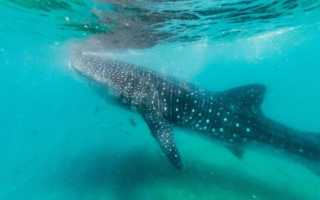 Китовая акула: как выглядит и где обитает самая большая рыба