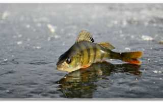 Ловля карася по последнему льду – тактика, удочки и оснастка