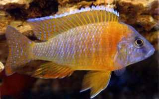 Аулонокара Бенша — неприхотливая, красивая, уживчивая