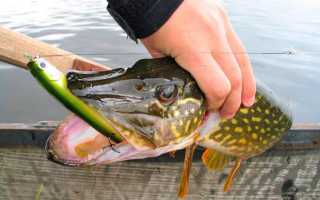 Чешская нимфа: особенности ловли на ходовую донку