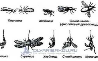 Рыбалка на голавля в августе
