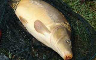 Как сделать оснастку для ловли карпа под разные условия рыбалки