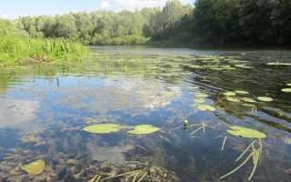 Очередная рыбалка на реке Сейм. с.Хижки. Дубль 2 – увлекательные моменты и впечатления