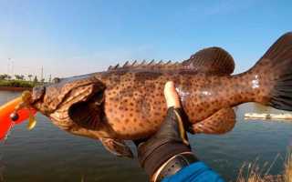 Рыба «Горчак» фото и описание